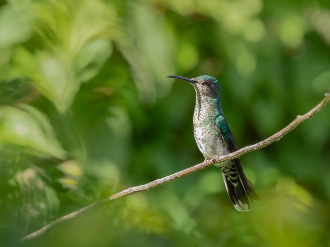 White-necked Jacobin, Florisuga mellivora, female: Tobago