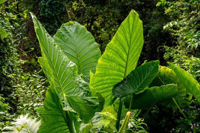 Alocasia macrorrhizos plants that like shade and wet soil