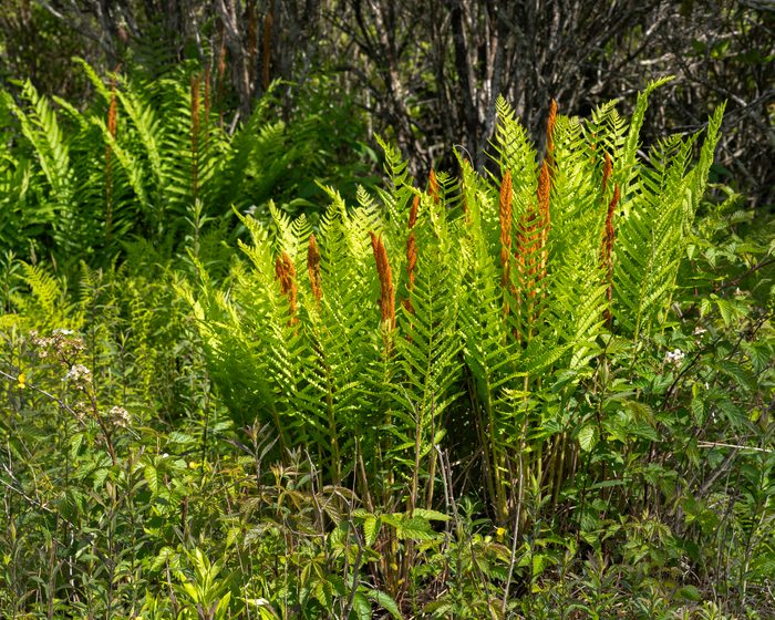 Bright green Cinnamon Fern, Osmunda cinnamomea, with spore-laden fertile fronds. Photographed in early summer in Grayson Highlands State Park, Virginia, plants that like shade and wet soil