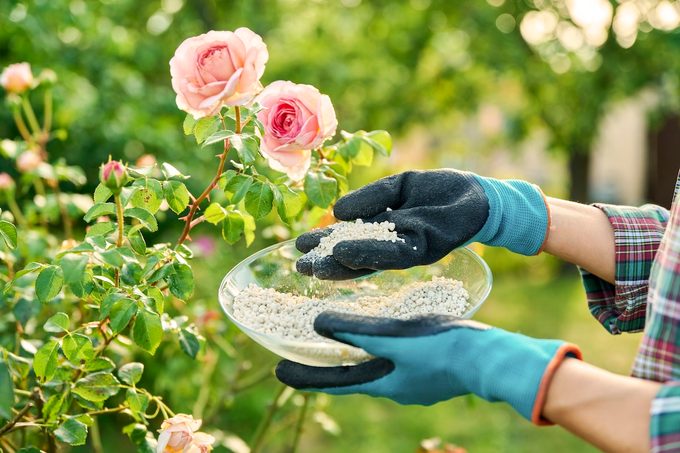 Granular Mineral Fertilizers For Rose Plants, Spring And Summer Scheduled Feeding