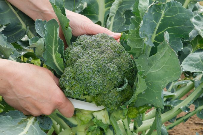 Close-up of caucasian female farmer cutting ripe organic broccoli with knife. Agriculture and horticulture concept.