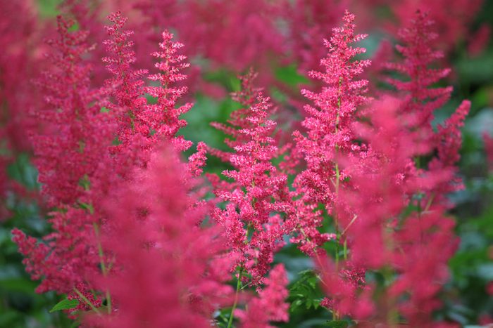Red Astilbe arendsii Fanal in flower during the summer months. plants that like shade and wet soil