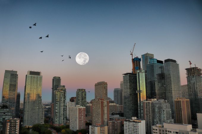 This Is the No. 1 Thing You Should Do to Protect Migrating Birds