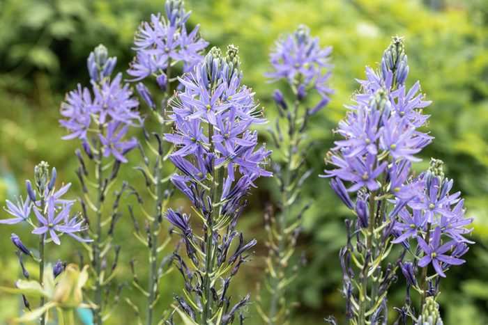Camassia leichtlinii Caerulea flower in a garden