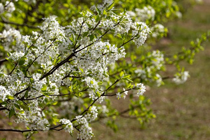 Invasive Callery Pear Tree Blooming in Spring
