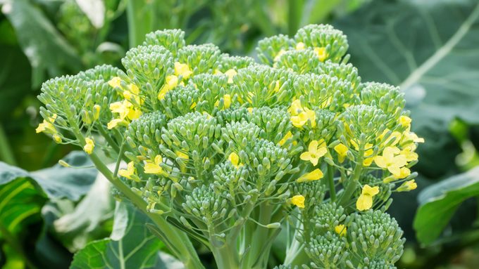 Yellow broccoli flower in the vegetable garden, why is my broccoli blooming