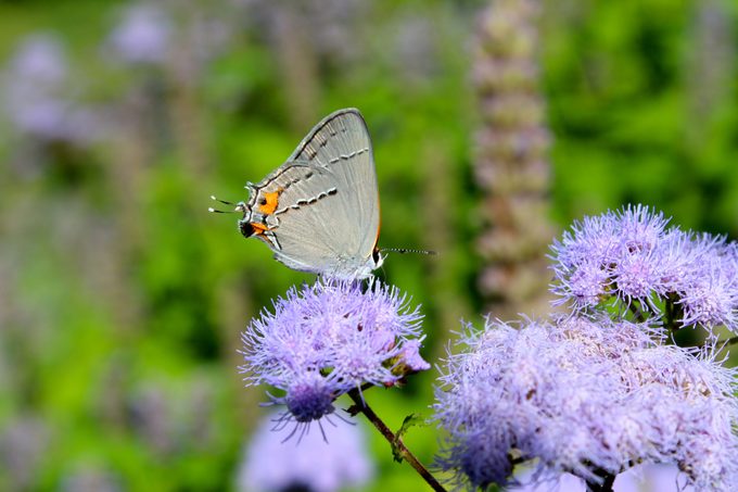 Grey Hairstreak Butterfly