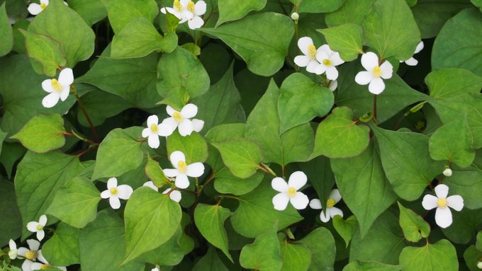 chameleon plant, fish mint, bishop's weed, heatleaf, "Dokudami"