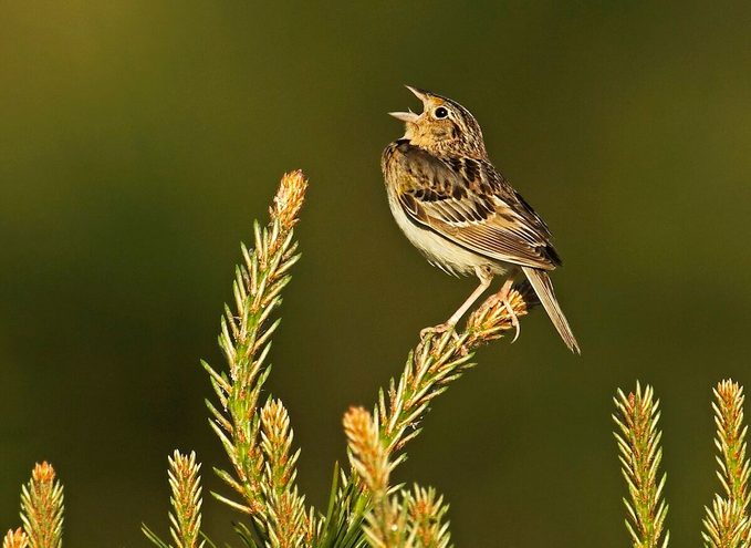 Grasshoppersparrow3v, grassland birds