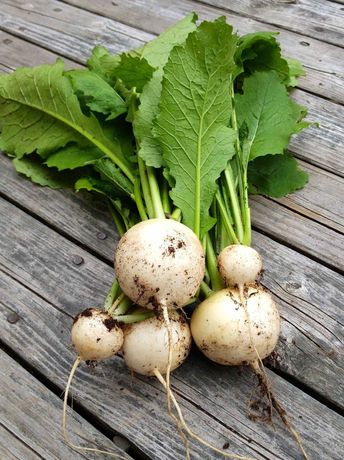 Hakurei Turnips