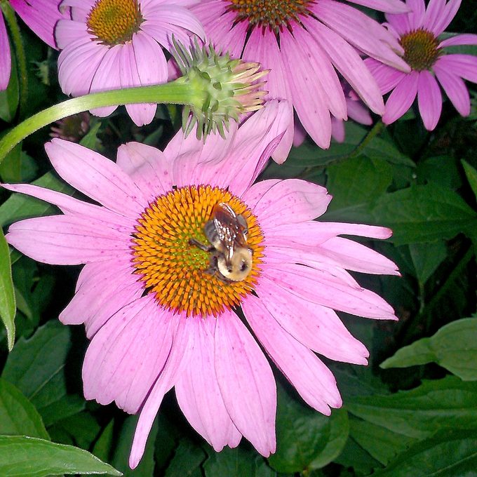 do bees sleep