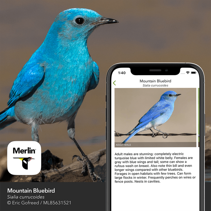 6 Bird Identification Apps to Give Your Skills a Boost