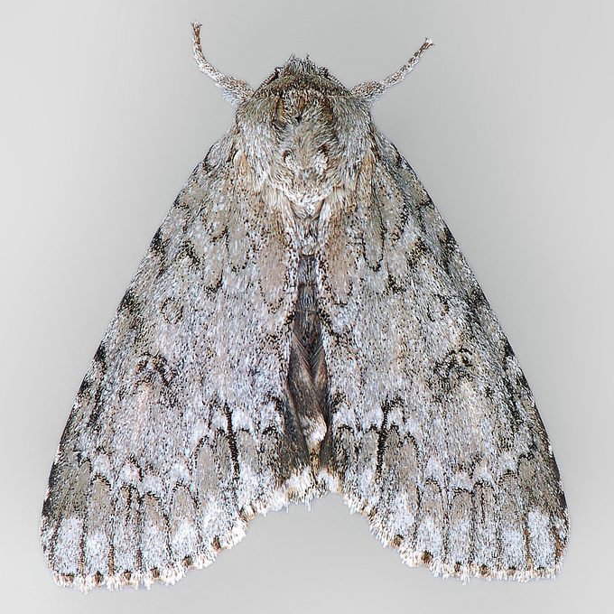 Mark Dreiling Dagger Moth V2