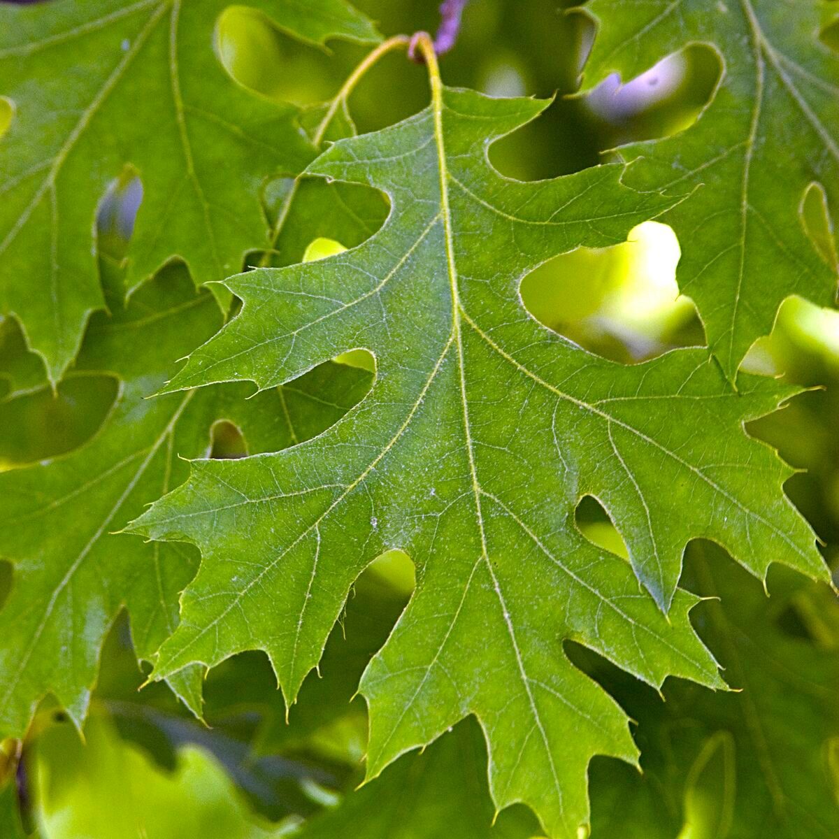 Oak Bailey Nurseries