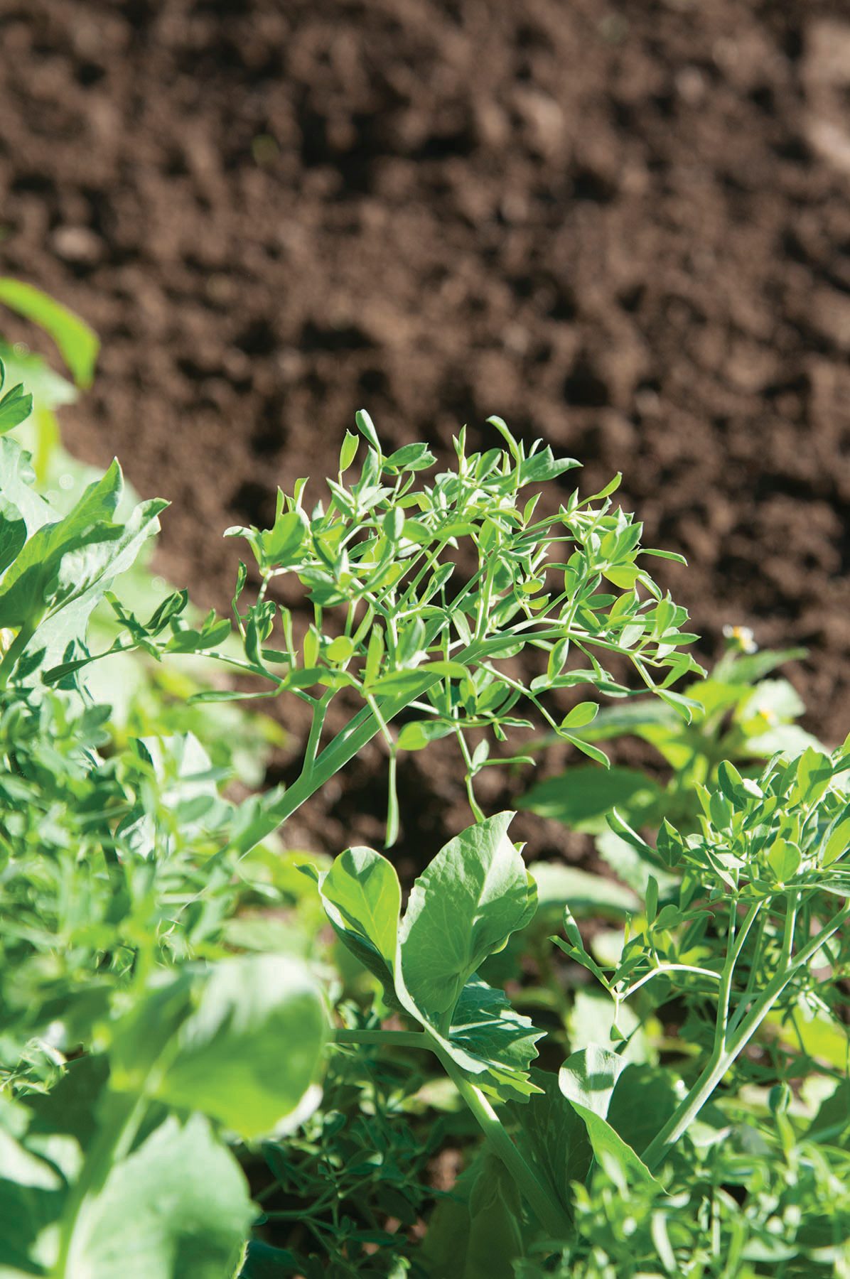 Petitesnappeas fast growing vegetables