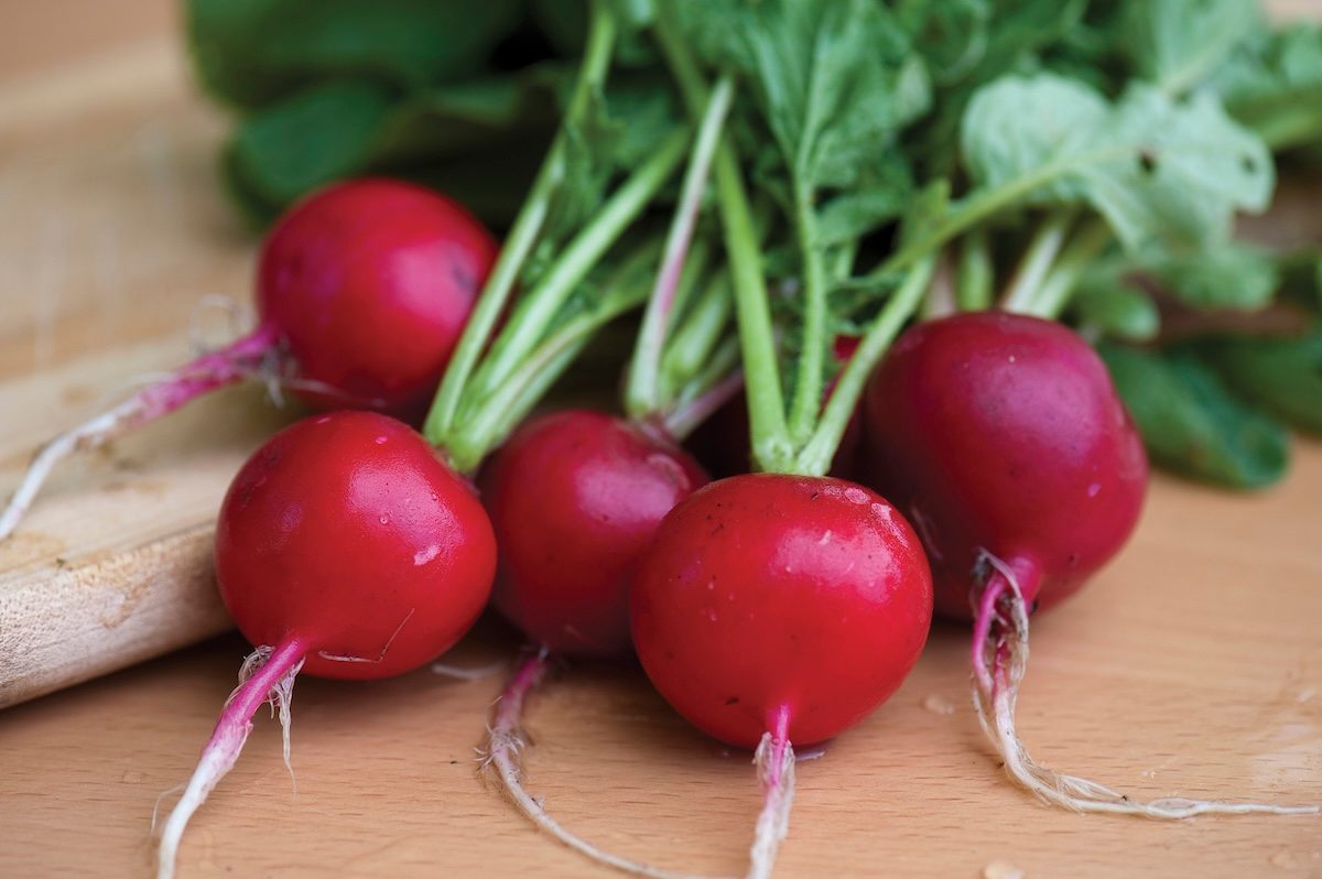 Radish 'cherry Belle'