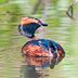 How to Identify a Horned Grebe
