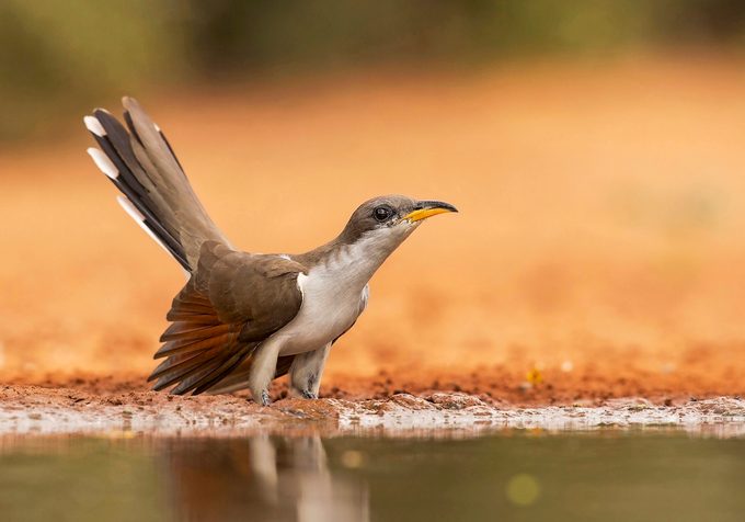 How to Identify Mystery Birds | yellow billed cuckoo