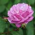 Top 10 Fragrant Roses to Perfume Your Garden
