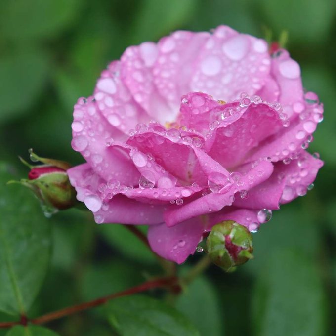 Top 10 Fragrant Roses to Perfume Your Garden