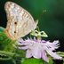 Top 10 Butterfly Host Plants to Attract Pollinators