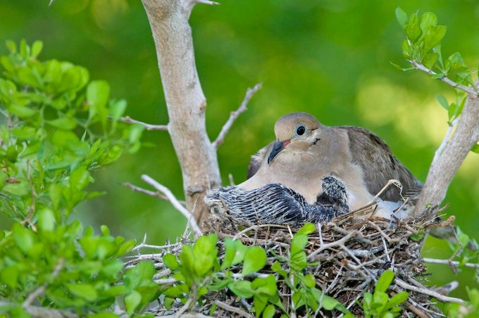 Mourning Dove, Zenaida Macroura
