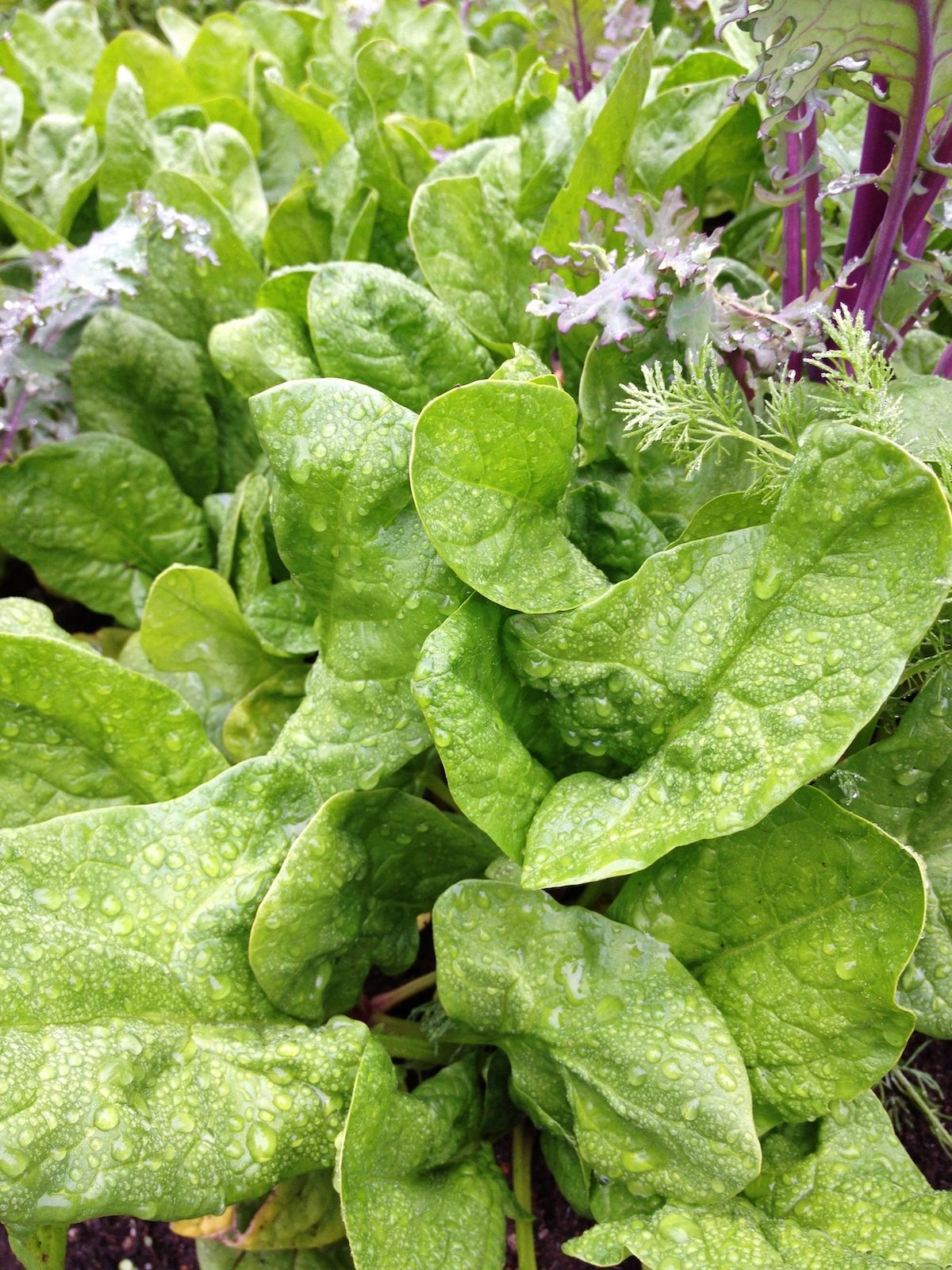 Spinach1