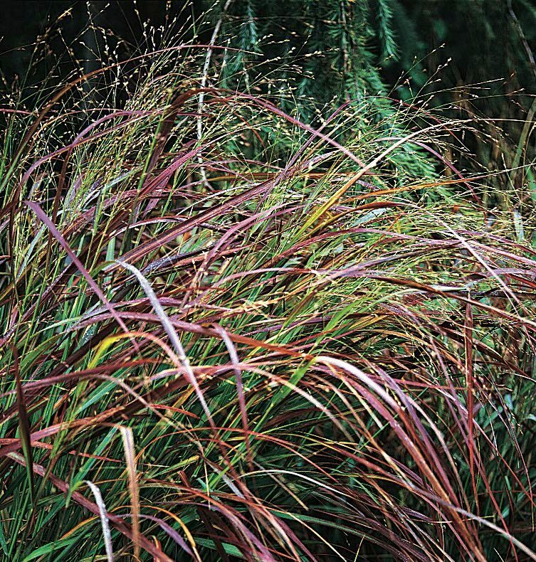 switchgrass