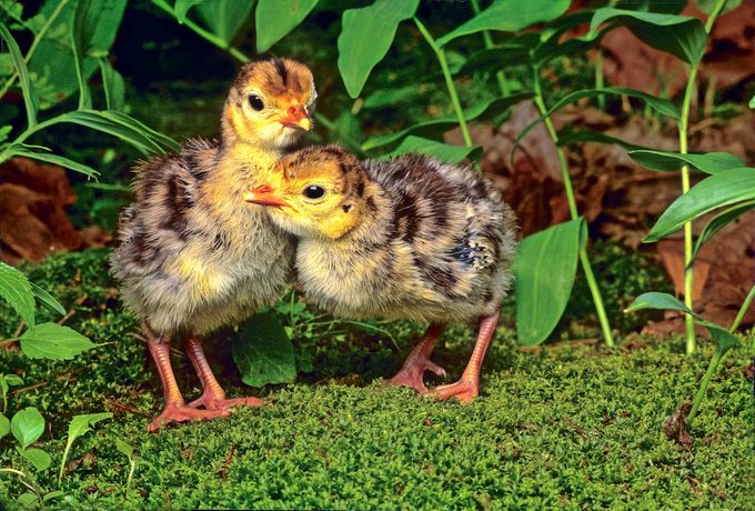 Turkeypoults17192