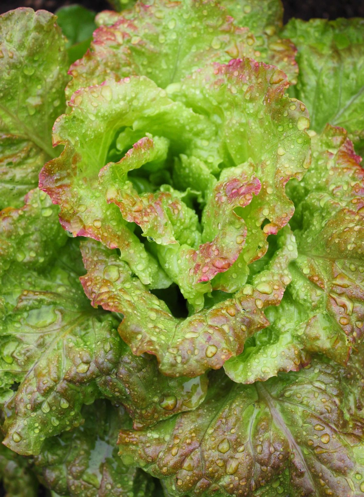  Babylettuce fast growing vegetables