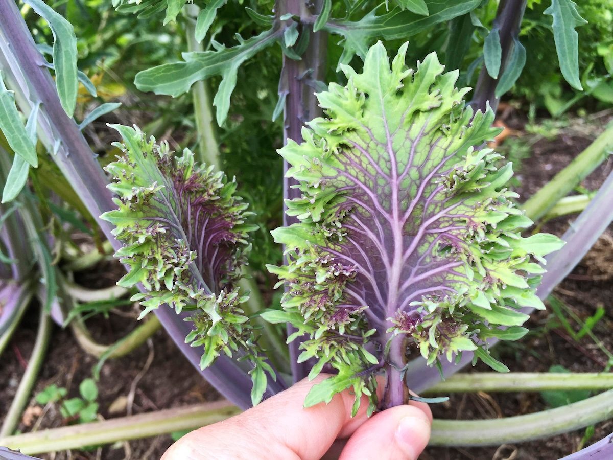 Kale3