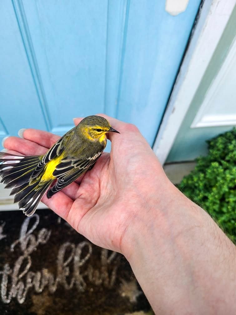 stunned cape may warbler