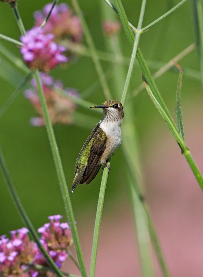 Ruby Throated Hummingbird