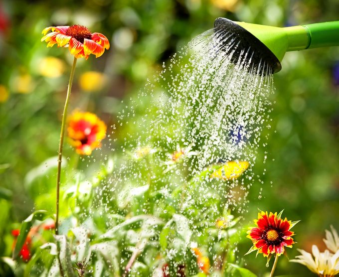 When Is the Best Time to Water Your Plants?