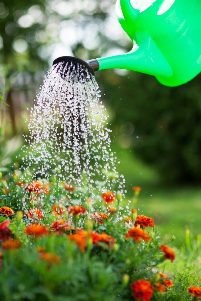 when is the best time to water plants