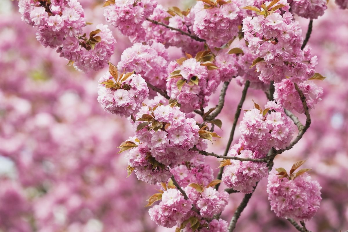 tree with pink flowers, japanese flowering cherry