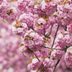 9 Trees With Pink and White Flowers in Spring