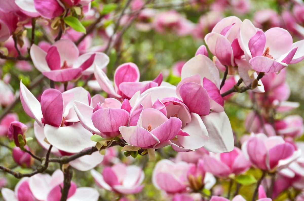 magnolia, tree with pink flowers