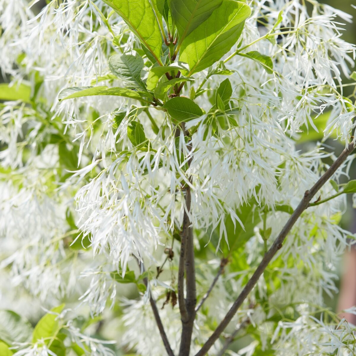 Shutterstock 419703517