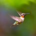 Discover the Fastest Birds in North America