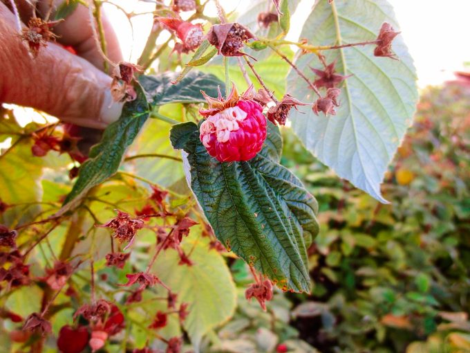 sunscald on raspberries