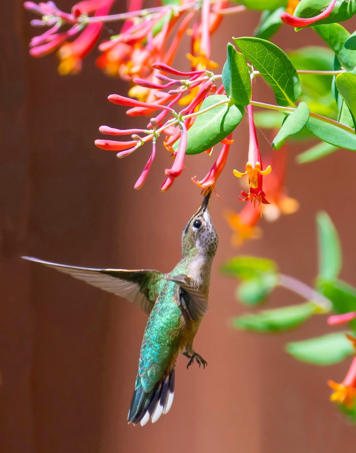 drought tolerant hummingbird plants, coral honeysuckle