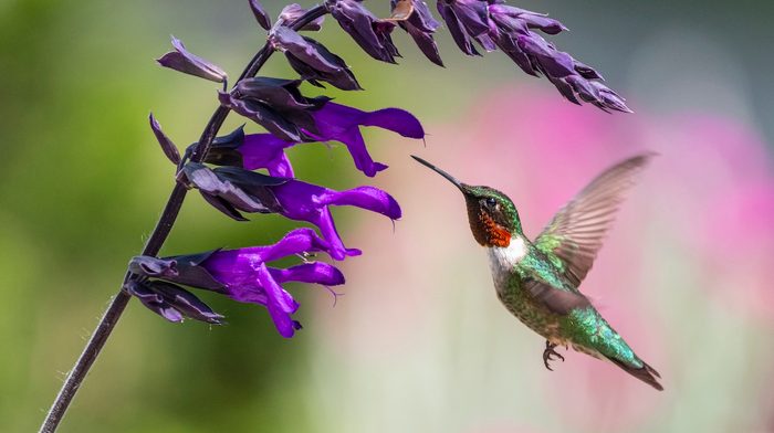 drought tolerant hummingbird plants, salvia