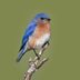 What Does It Mean When You See a Bluebird?