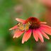 7 Summer Nectar Flowers That Attract Butterflies