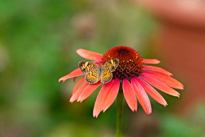 7 Summer Nectar Flowers That Attract Butterflies