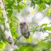 11 Adorable Pictures of Juvenile Birds Leaving the Nest