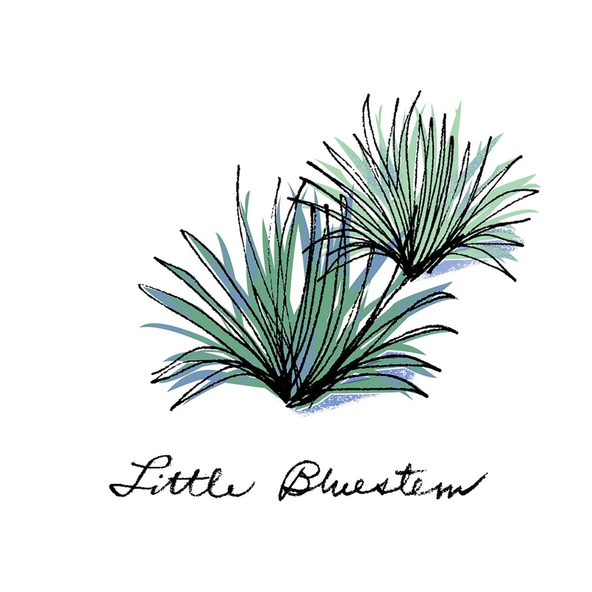 11 Littlebluestemillo Bbjj25 1