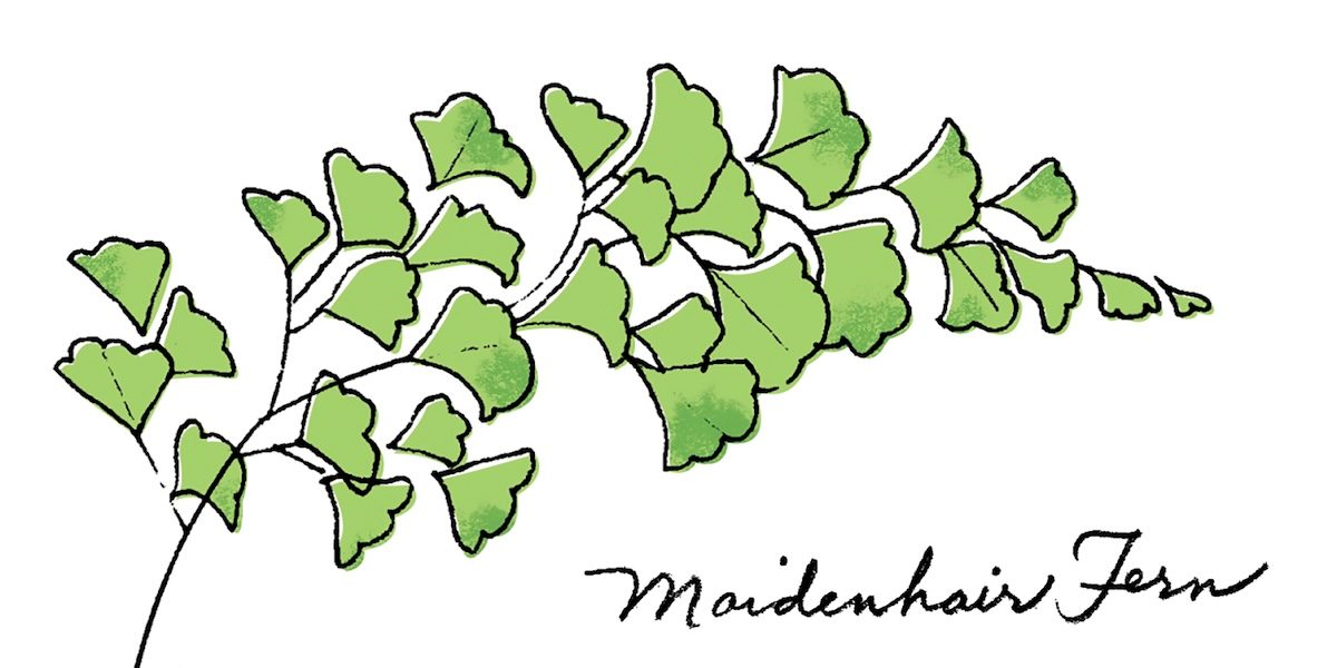 11 Maidenhairfernillo Bbjj25 1