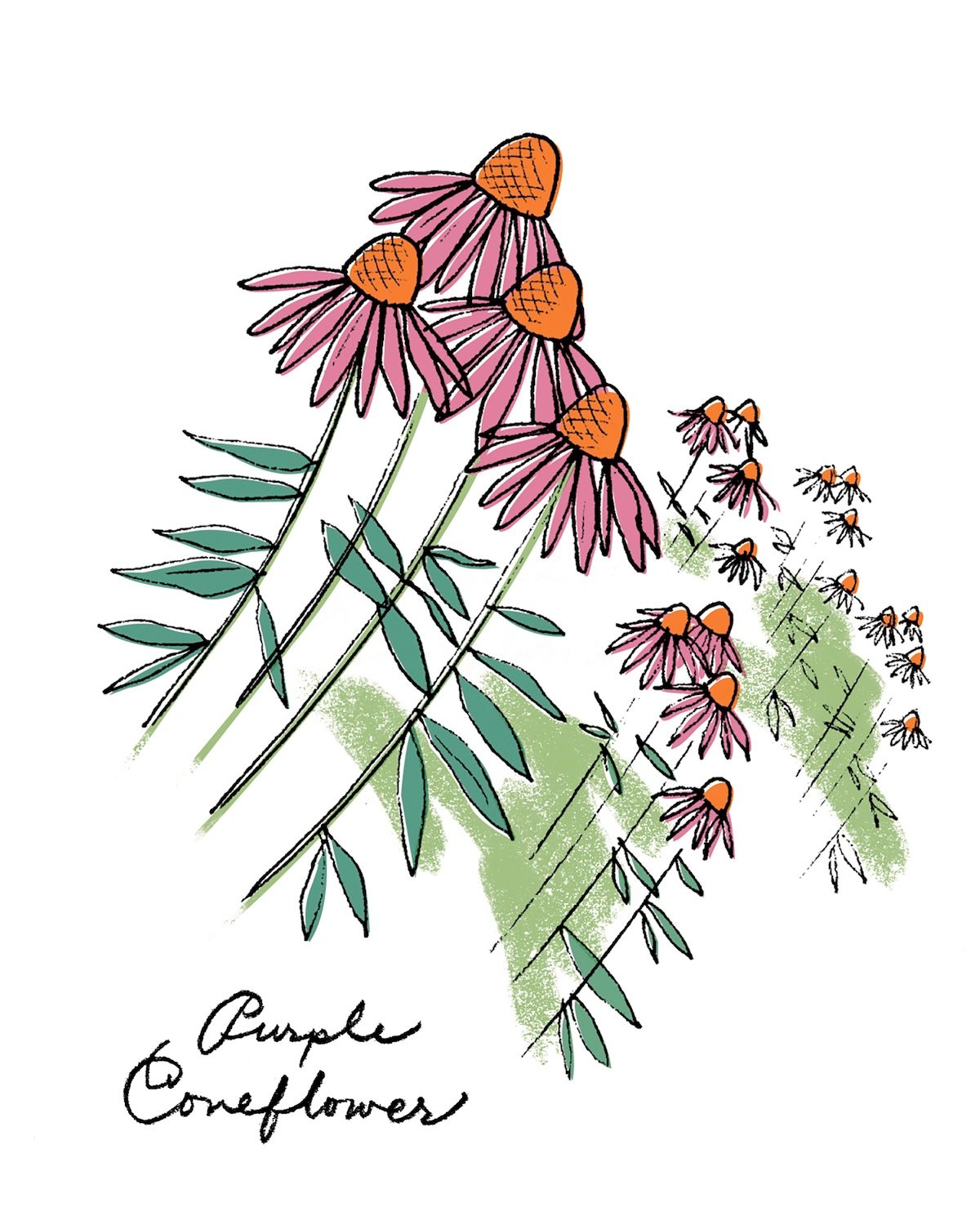 11 Purpleconeflowerillo Bbjj25 1